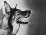 Rintintin : un siècle de célébrité