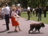 Lucky, le Bouvier des Flandres du président Ronald Reagan, pressé de monter dans l'hélicoptère