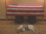 Sully, le chien d'assistance de l'ancien président des États-Unis George H.W. Bush