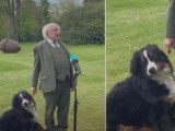 Le chien du président irlandais tente d'interrompre une interview