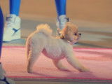 La chanson « Dark Horse » avec le chien Jiffpom en invité