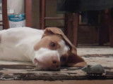 Le chien influenceur Maymo et son jouet souris
