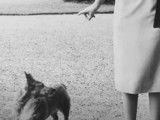Les Corgis de la reine Elizabeth II