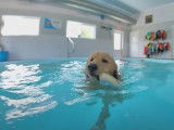 Le chien influenceur Tucker nage dans une piscine privatisée