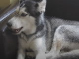 Mishka, le Husky qui parle, appelle sa maîtresse