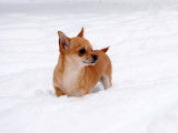 Un Chihuahua dans la neige