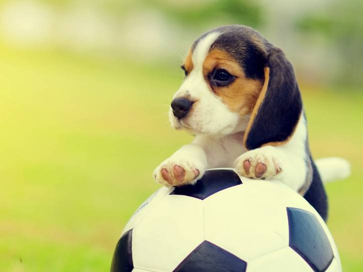 Un chien Beagle pose les pattes sur un ballon de foot