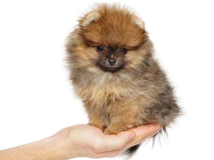 Un adorable chiot Pomeranian dans la main d'un homme
