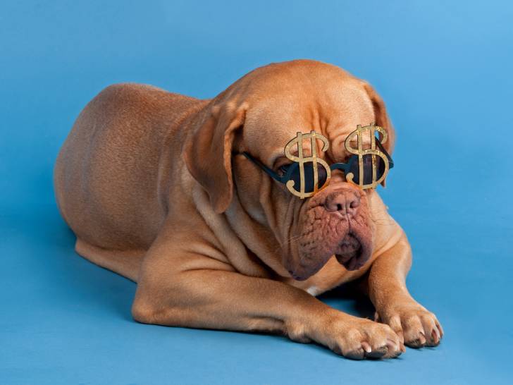 Un chien très riche avec des lunettes en forme de dollar
