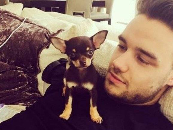 Liam Payne installé dans un canapé avec son chien Parker sur son épaule