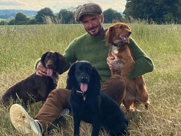 David Beckham assis dans un champ avec ses trois chiens