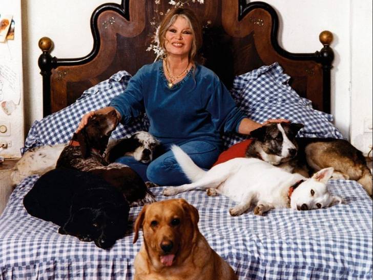 Brigitte Bardot installée sur un lit, avec plusieurs de ses chiens autour d'elle