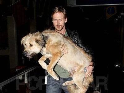 Ryan Gosling en train de porter son chien George