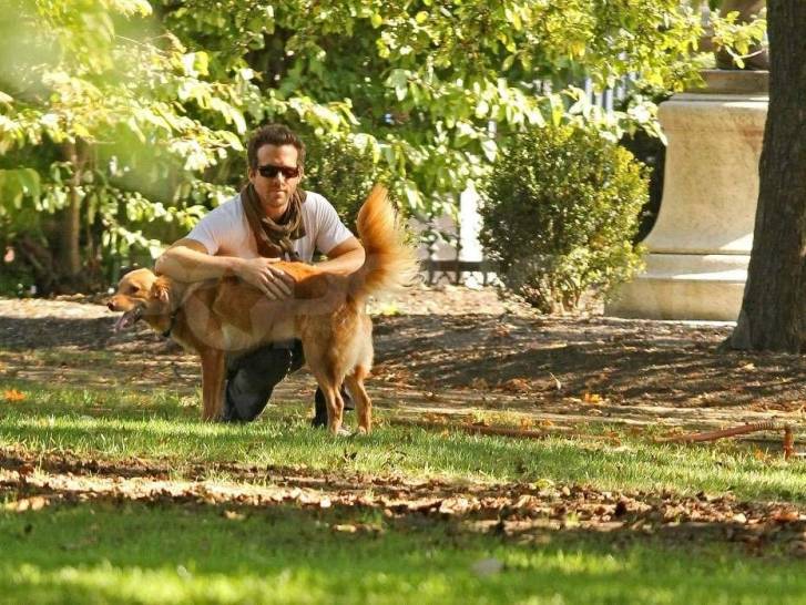 Ryan Reynolds dans un jardin avec son Golden Retriever Baxter