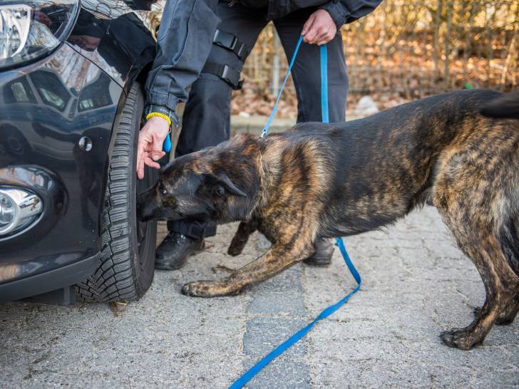 Un chien policier détecteur de drogue en train de renifler les pneus d'une voiture