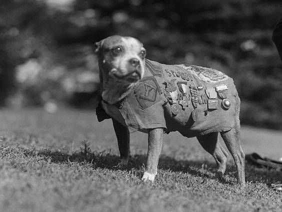 Le chien Sergent Stubby vers 1920, portant un uniforme et des médailles militaires