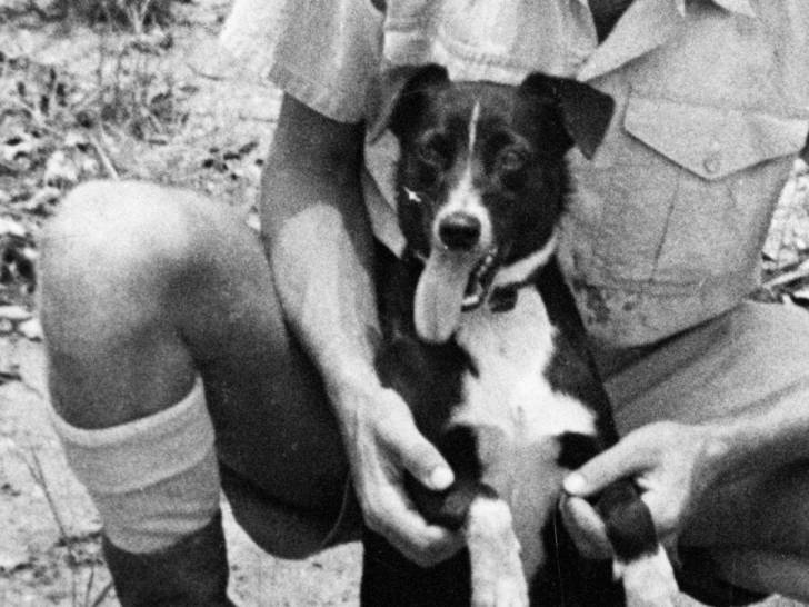 Gunner, chien de l'armée australienne pendant la Seconde guerre mondiale