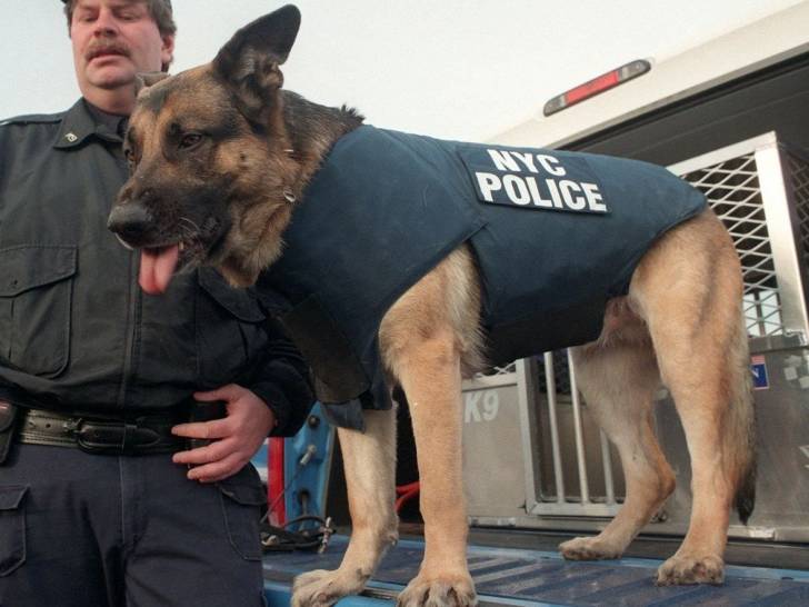 Appollo, premier chien secouriste sur les lieux le 11 septembre 2001