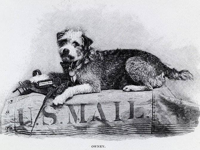 Histoire : Owney, la mascotte de la Poste américaine