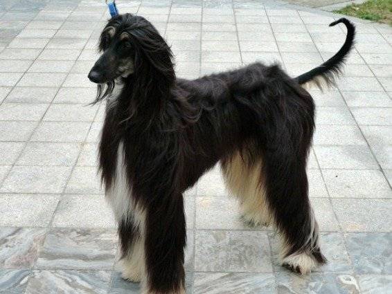 Snuppy, le premier chien cloné