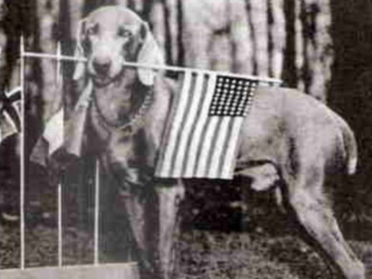 Heidi, la chienne Braque de Weimar d'Eisenhower