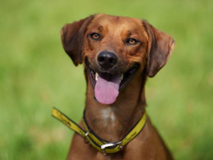 Le Rhodesian Ridgeback nommé Wilbur, qui a alerté sa famille d'un incendie