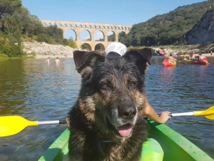 Le chien Bangui assis dans un kayak sur une rivière, avec le pont du Gard en arrière-plan