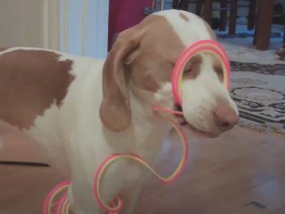 Le chien influenceur Maymo dans des situatons comiques