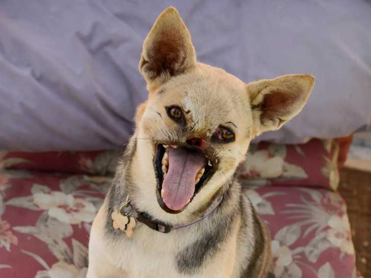 Le chien héros Kabang après son opération de reconstruction du museau