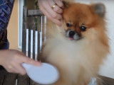 Toilettage d'un Spitz Poméranien