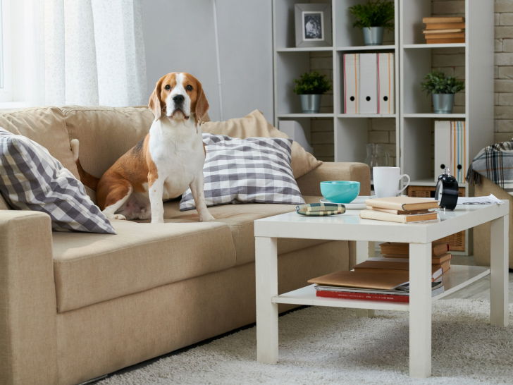 Habituer un chien à vivre en appartement