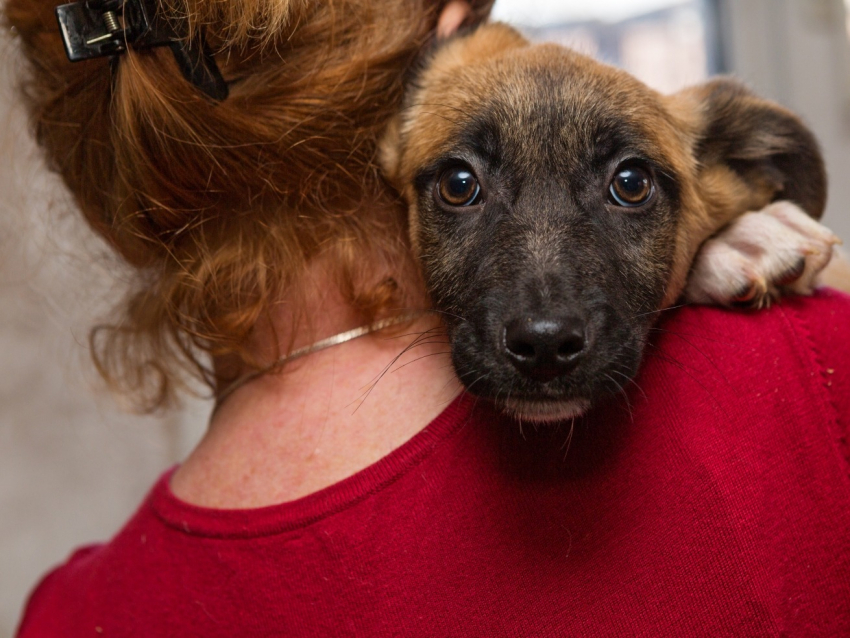 Quand le chien ne peut pas suivre son maître qui déménageu2026