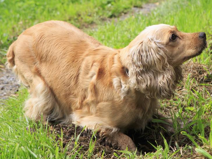 Pourquoi mon chien creuse des trous, et comment lu0027en empêcher ?