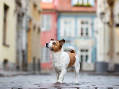 Un chien marche dans la ville