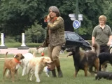 Vidéo Un chien Berger Allemand dressé à retrousser sa Vidéo Un chien Berger Allemand dressé à retrousser sa
