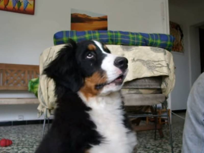 Un Bouvier Bernois Apprend A Aboyer Video