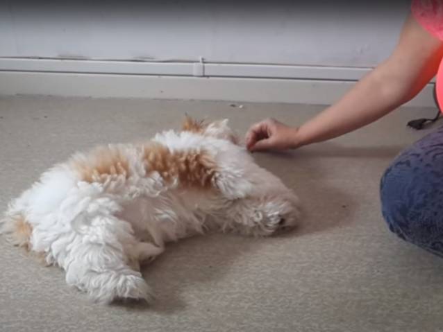 dresser son chien shih tzu
