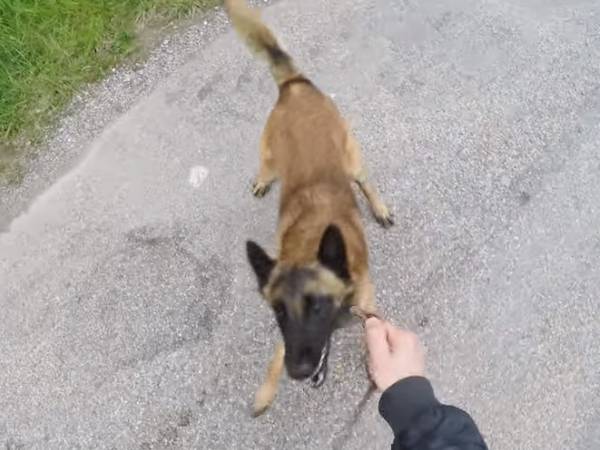 Séance Déducation Pour Un Berger Belge Malinois Vidéo