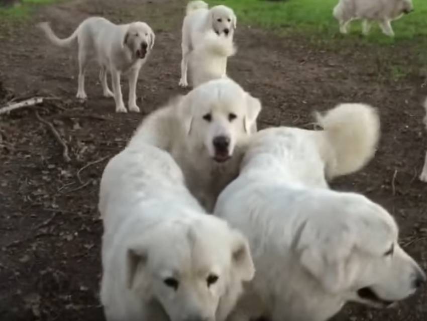 Ces Berger De Maremme Abruzzes à Lécoute De Leur Maître Vidéo