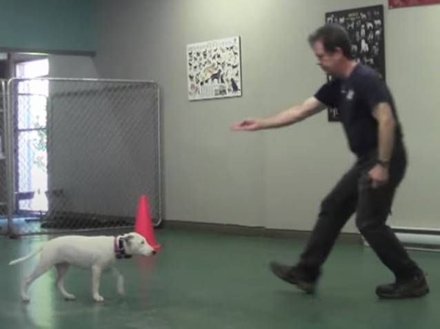 Un Bull Terrier sourd apprend les ordres de base (vidéo)