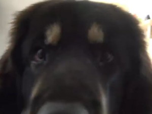 Acheter Un Dogue Du Tibet Belgique Annonces Chiens Dogue
