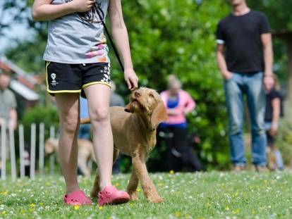 Les Races De Chiens Les Plus Faciles à éduquer Et Dresser