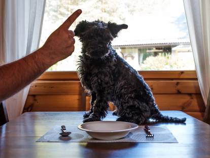 Un homme dit non à son petit chien assis sur une table