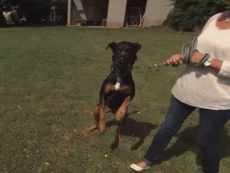 Les règles à suivre pour canaliser lu0027agressivité de son chien (vidéo)