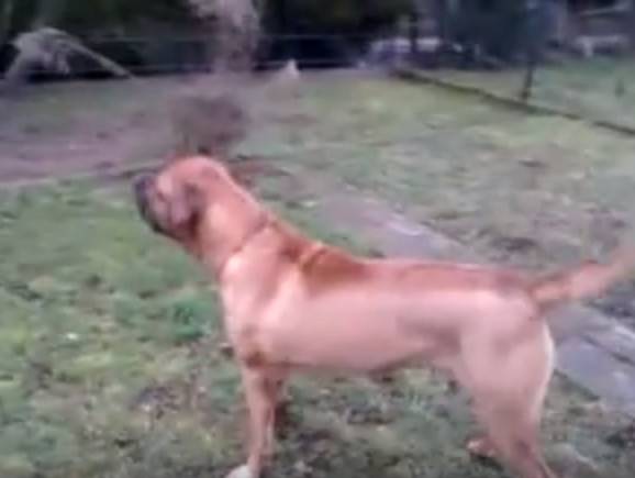 Le Tosa Inu Un Bon Chien De Garde Vidéo