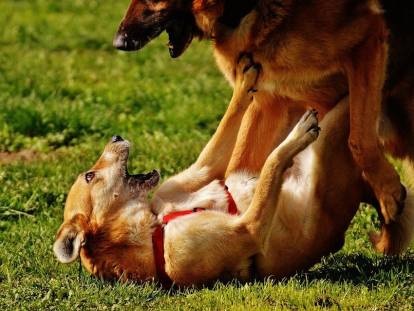Rencontre entre chiens : curiosité ou agressivité, comment réagir ?
