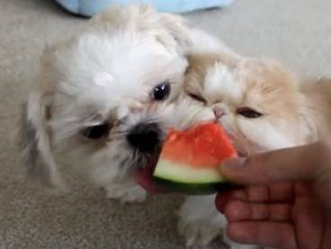 Ce Chat Persan Est Addict A La Pasteque Et Ne Veut Pas Partager Avec Ces Bichons Maltais Video