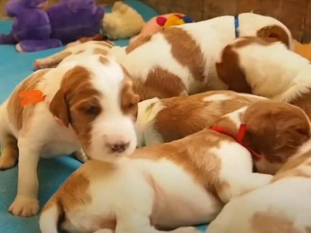 Une Portee De Chiots Setter Irlandais Rouge Et Blanc Video