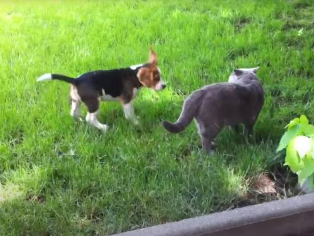 Cohabitation Entre Un Chien Beagle Et Un Chat British Shorthair Video