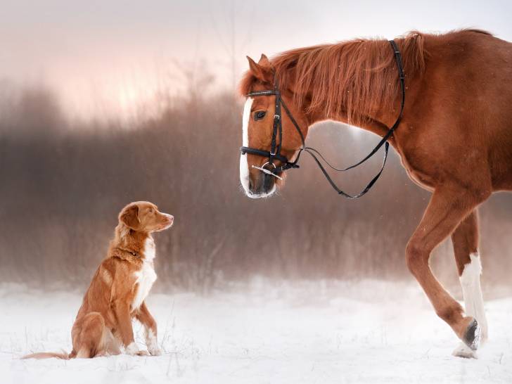 La Cohabitation Du Chien Avec Les Autres Especes